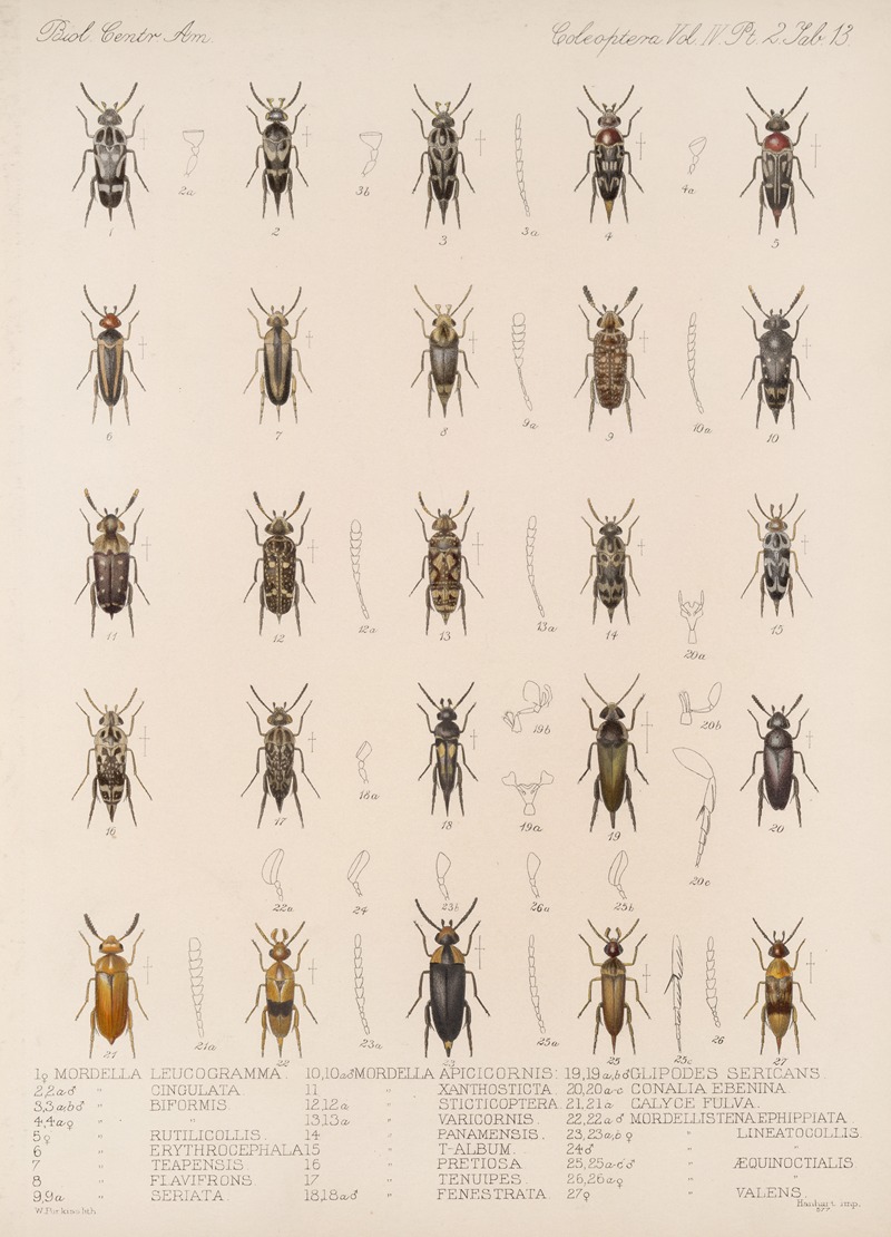 Frederick DuCane Godman - Insecta Coleoptera Pl 131