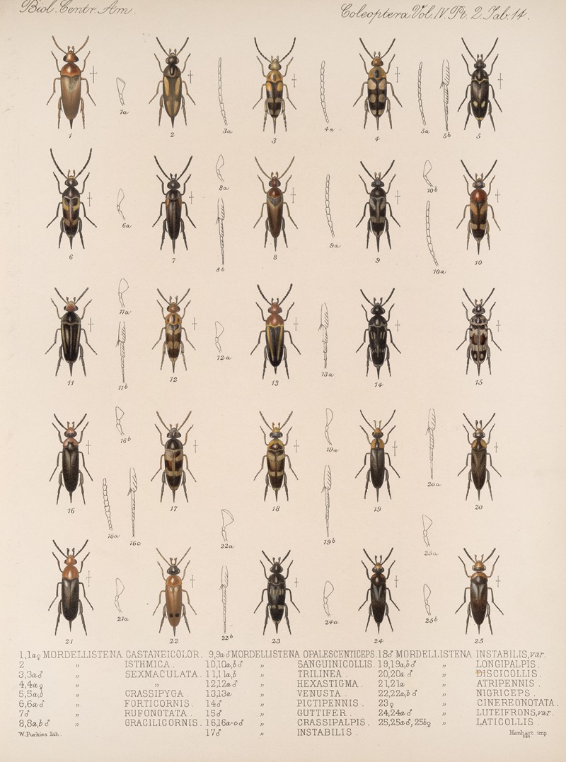 Frederick DuCane Godman - Insecta Coleoptera Pl 132
