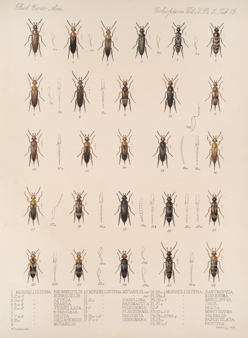 Frederick DuCane Godman - Insecta Coleoptera Pl 133