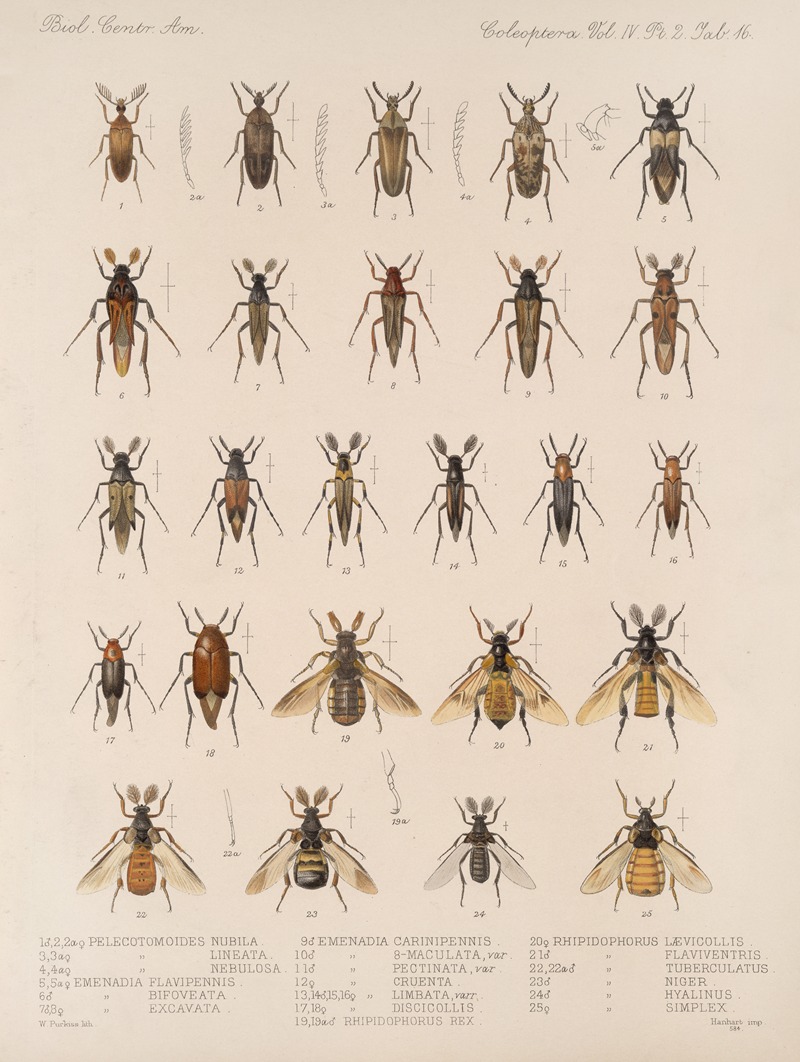 Frederick DuCane Godman - Insecta Coleoptera Pl 134