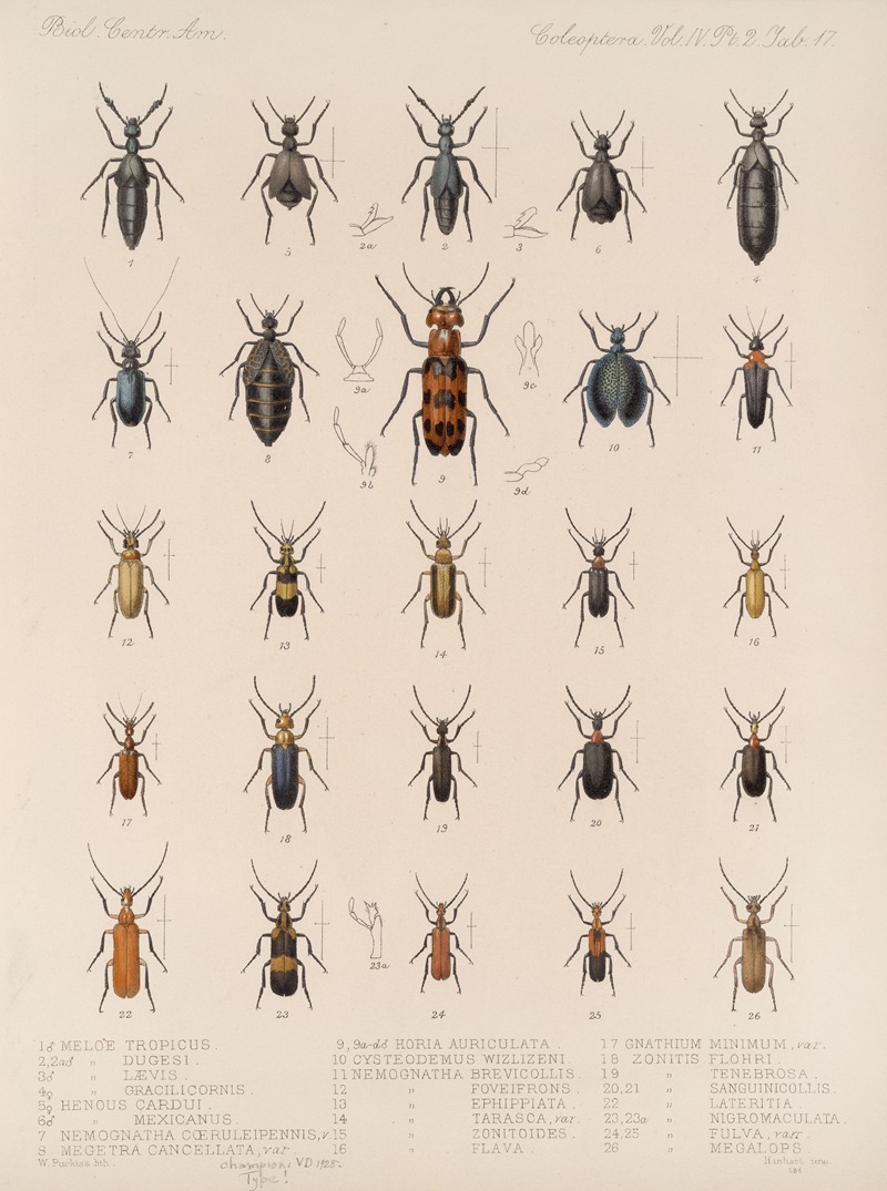Frederick DuCane Godman - Insecta Coleoptera Pl 135