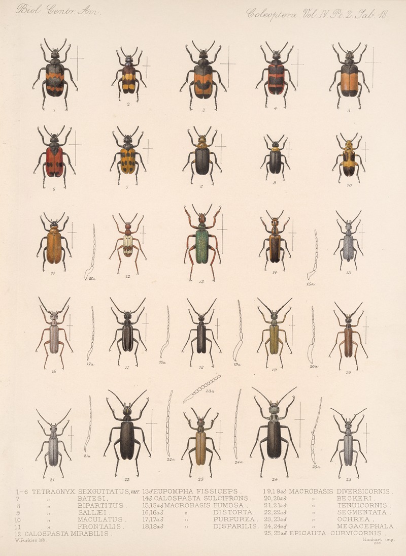 Frederick DuCane Godman - Insecta Coleoptera Pl 136