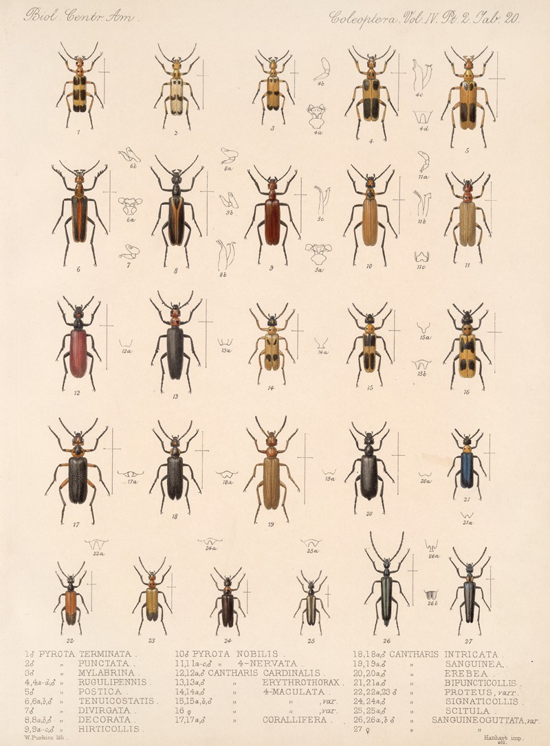 Frederick DuCane Godman - Insecta Coleoptera Pl 138
