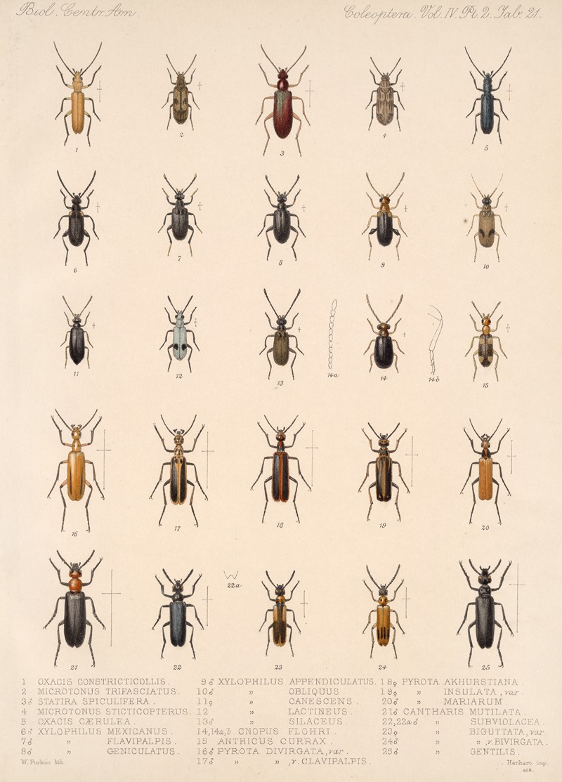 Frederick DuCane Godman - Insecta Coleoptera Pl 139