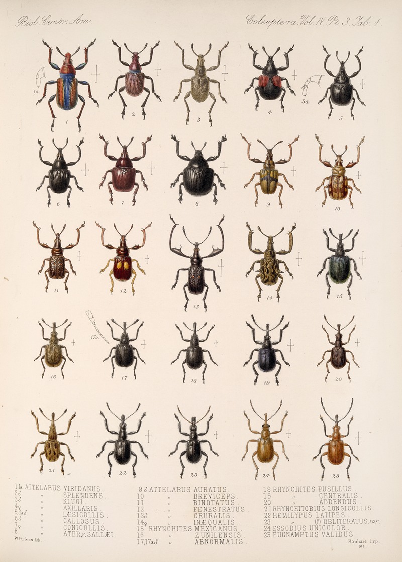 Frederick DuCane Godman - Insecta Coleoptera Pl 140