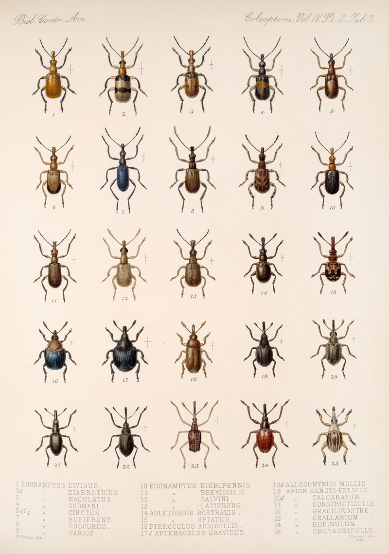 Frederick DuCane Godman - Insecta Coleoptera Pl 141