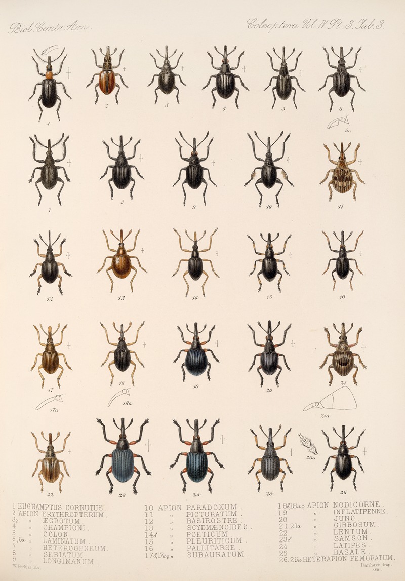 Frederick DuCane Godman - Insecta Coleoptera Pl 142