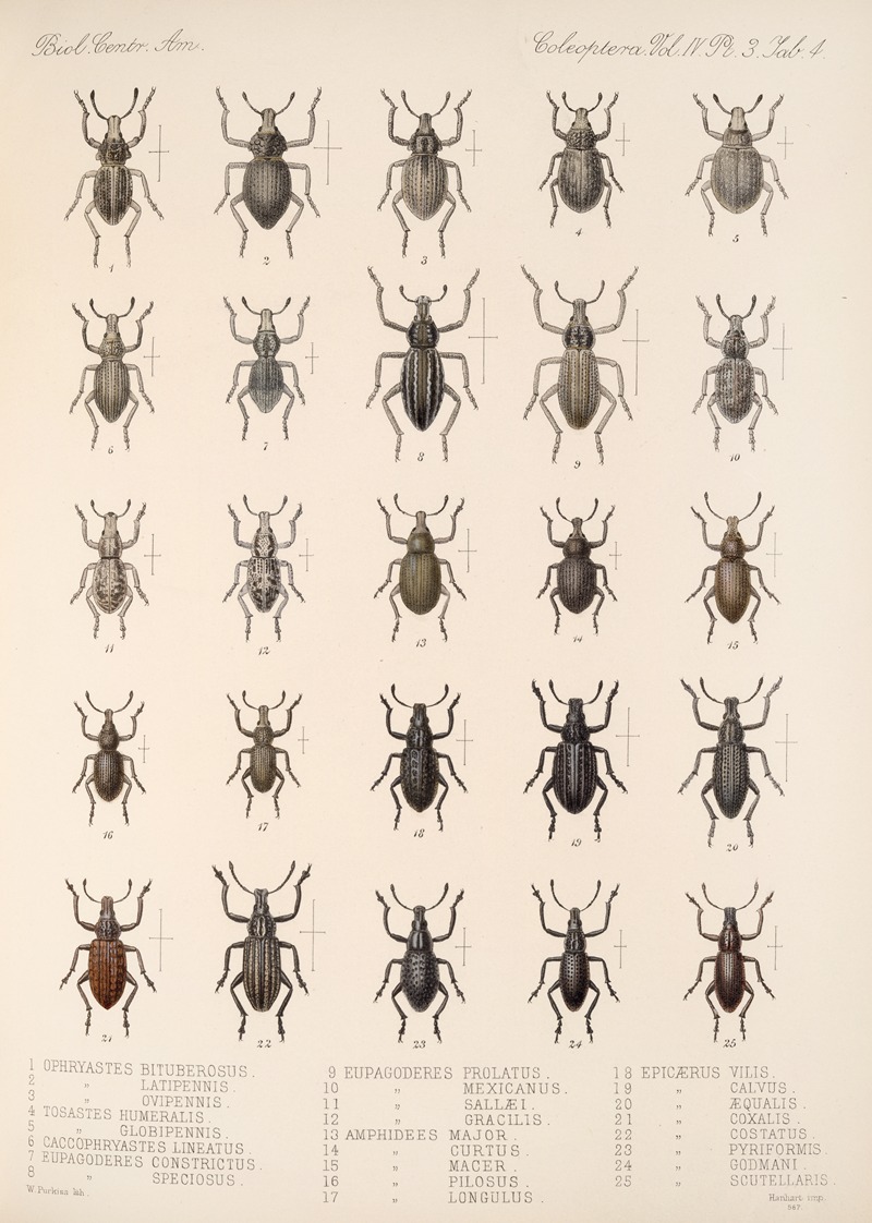 Frederick DuCane Godman - Insecta Coleoptera Pl 143