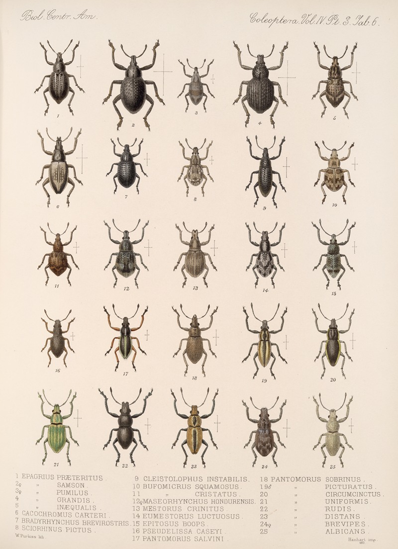 Frederick DuCane Godman - Insecta Coleoptera Pl 145