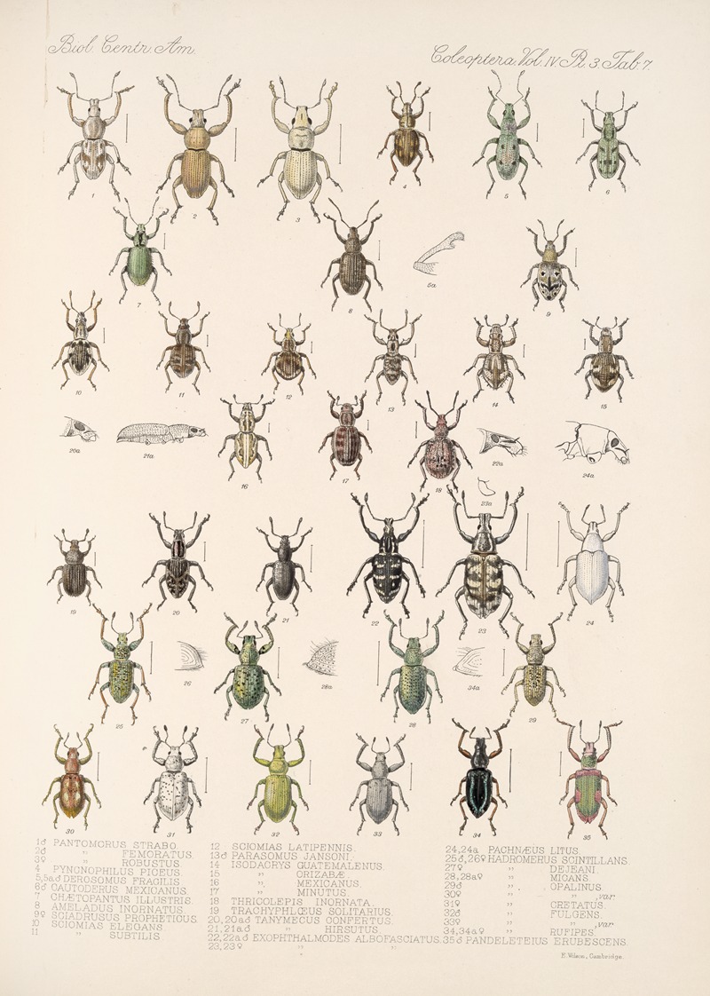 Frederick DuCane Godman - Insecta Coleoptera Pl 146