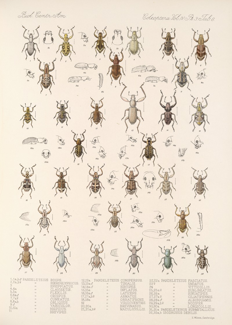 Frederick DuCane Godman - Insecta Coleoptera Pl 147