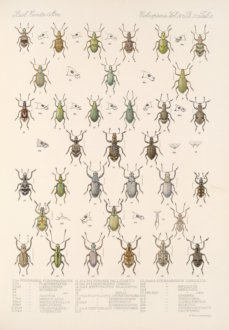 Frederick DuCane Godman - Insecta Coleoptera Pl 148