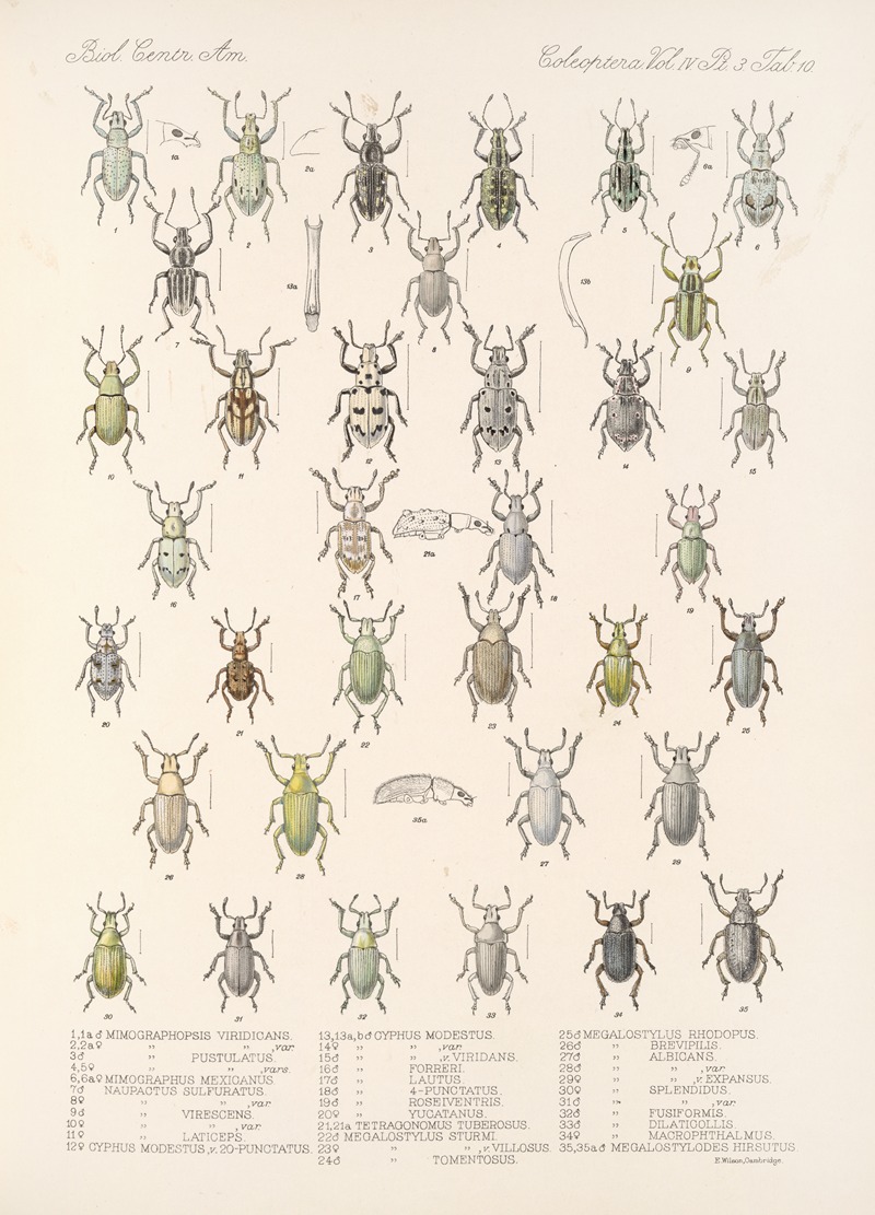 Frederick DuCane Godman - Insecta Coleoptera Pl 149