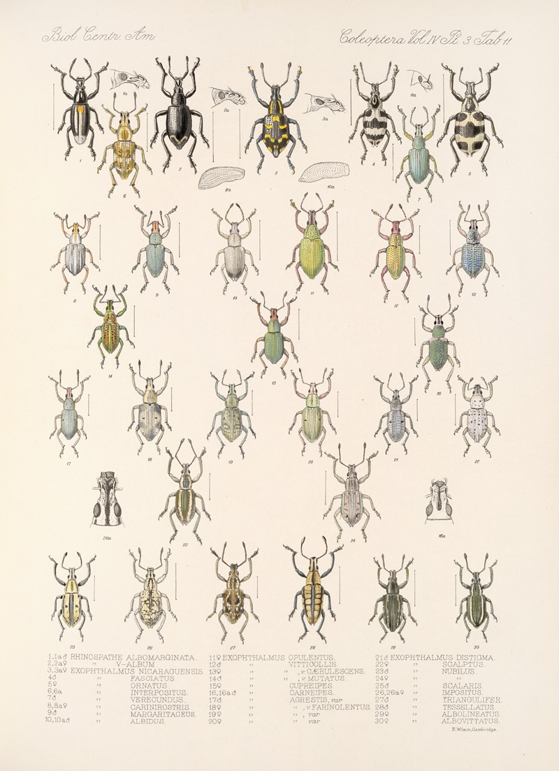 Frederick DuCane Godman - Insecta Coleoptera Pl 150