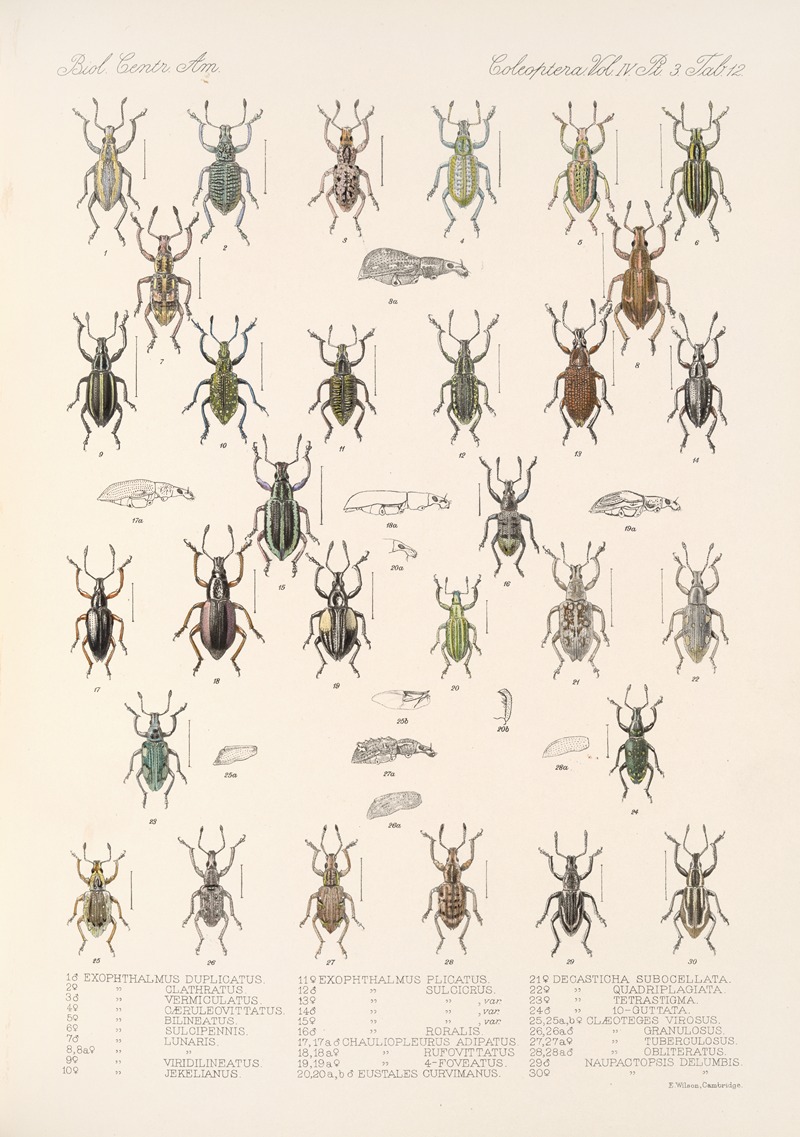 Frederick DuCane Godman - Insecta Coleoptera Pl 151