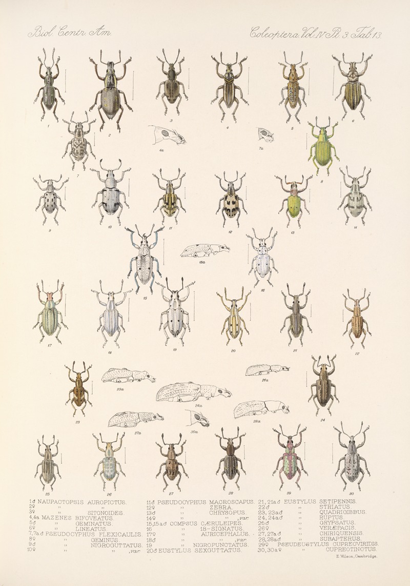 Frederick DuCane Godman - Insecta Coleoptera Pl 152