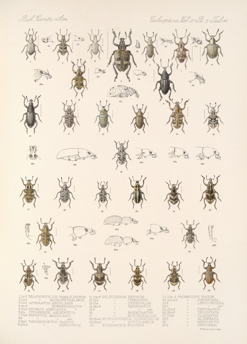 Frederick DuCane Godman - Insecta Coleoptera Pl 153