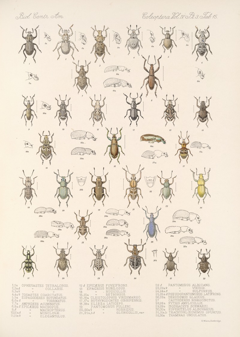 Frederick DuCane Godman - Insecta Coleoptera Pl 154