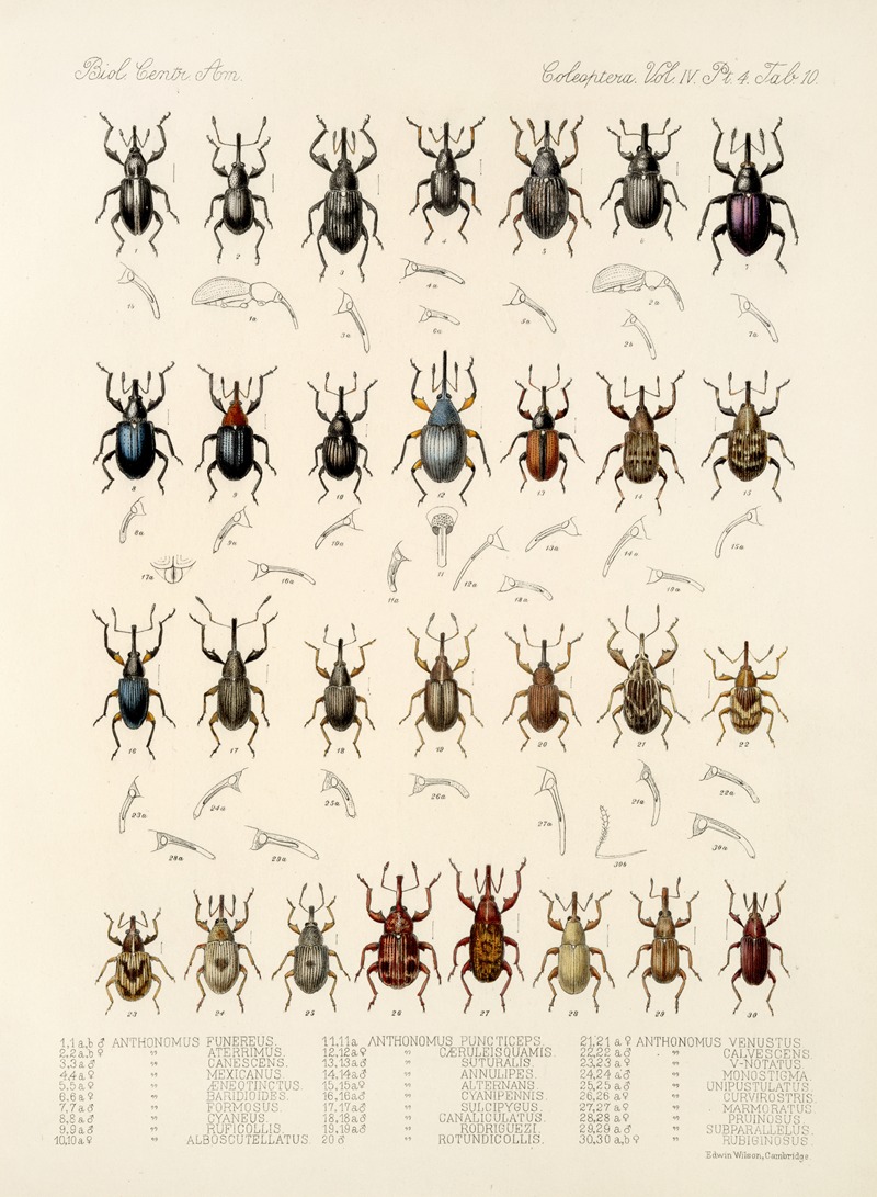 Frederick DuCane Godman - Insecta Coleoptera Pl 155