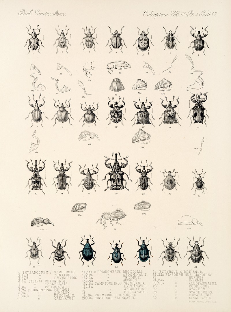 Frederick DuCane Godman - Insecta Coleoptera Pl 156