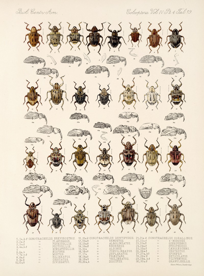 Frederick DuCane Godman - Insecta Coleoptera Pl 158
