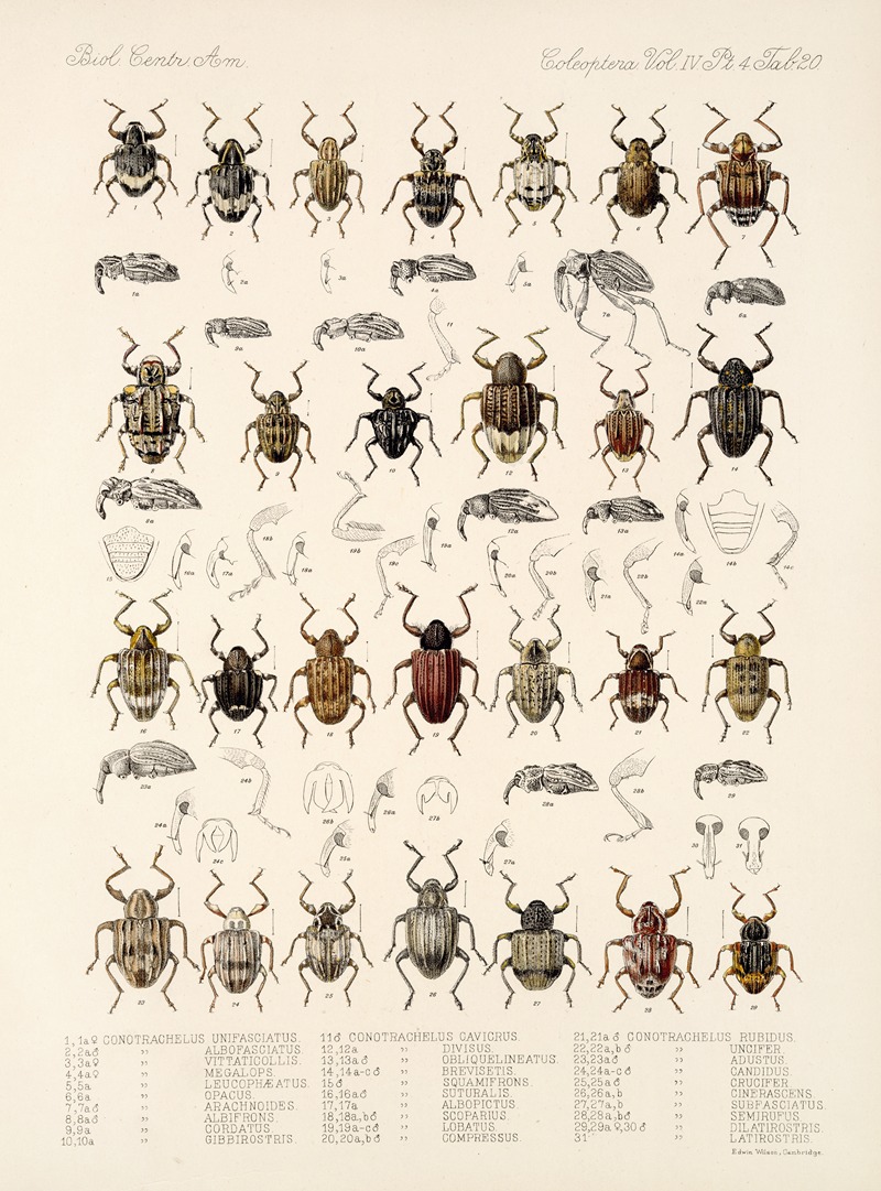 Frederick DuCane Godman - Insecta Coleoptera Pl 159