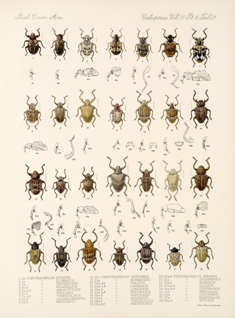 Frederick DuCane Godman - Insecta Coleoptera Pl 160