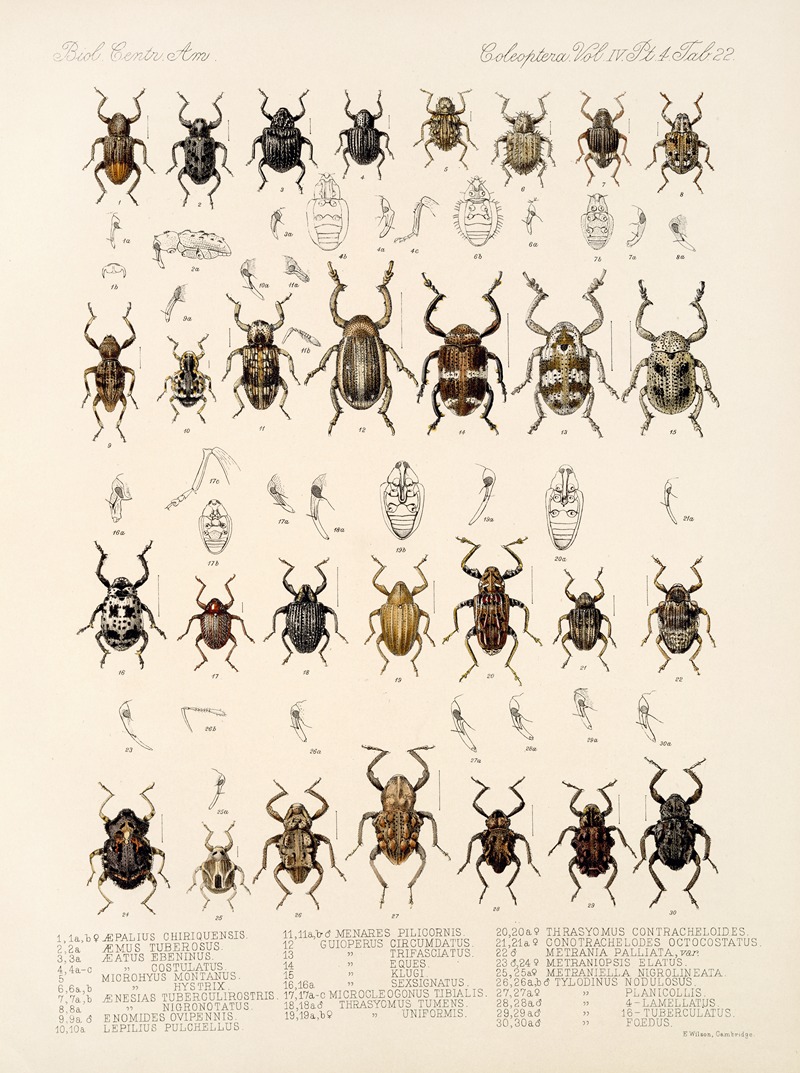 Frederick DuCane Godman - Insecta Coleoptera Pl 161