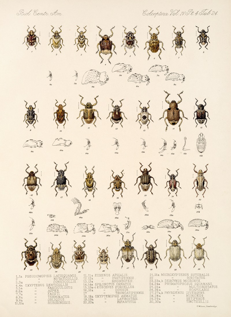 Frederick DuCane Godman - Insecta Coleoptera Pl 163