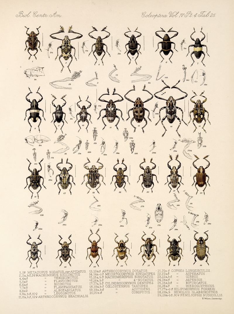 Frederick DuCane Godman - Insecta Coleoptera Pl 164
