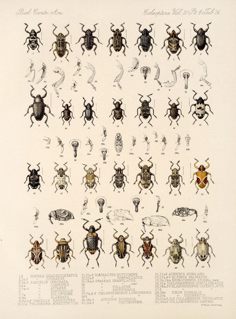 Frederick DuCane Godman - Insecta Coleoptera Pl 165