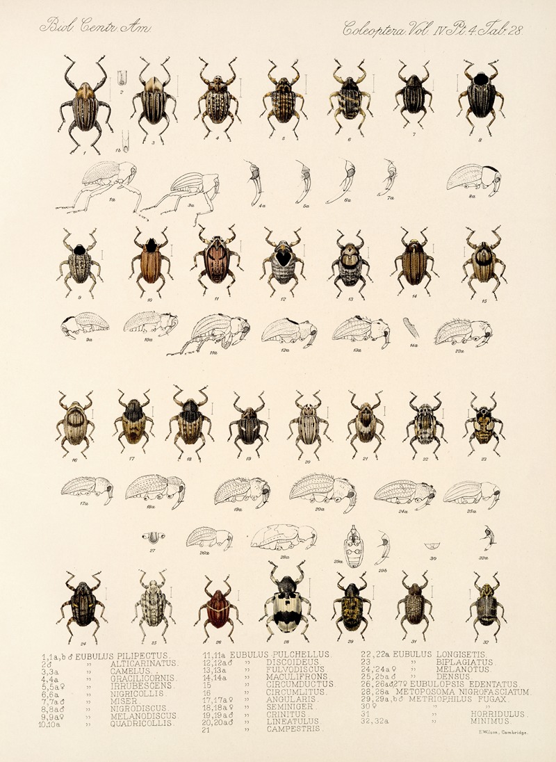 Frederick DuCane Godman - Insecta Coleoptera Pl 167