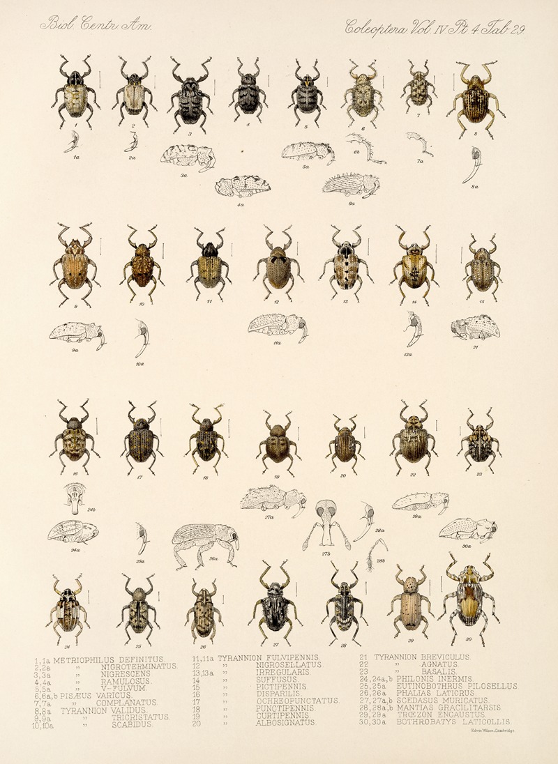 Frederick DuCane Godman - Insecta Coleoptera Pl 168