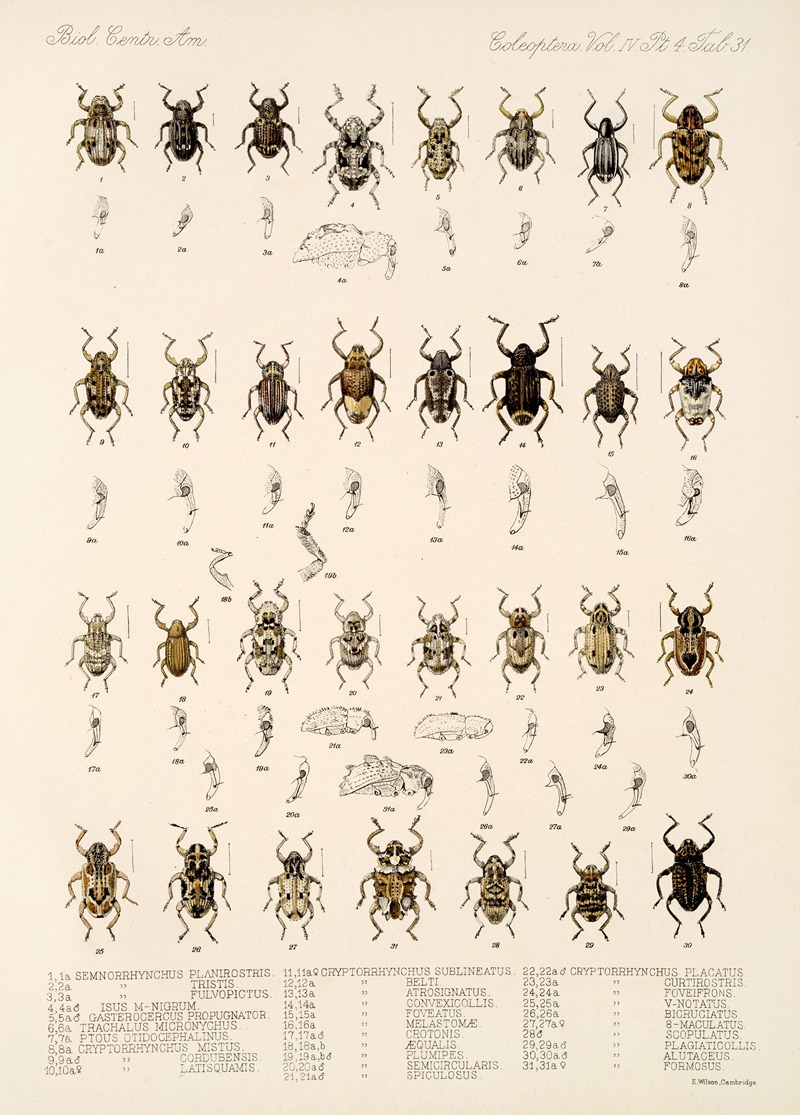 Frederick DuCane Godman - Insecta Coleoptera Pl 170