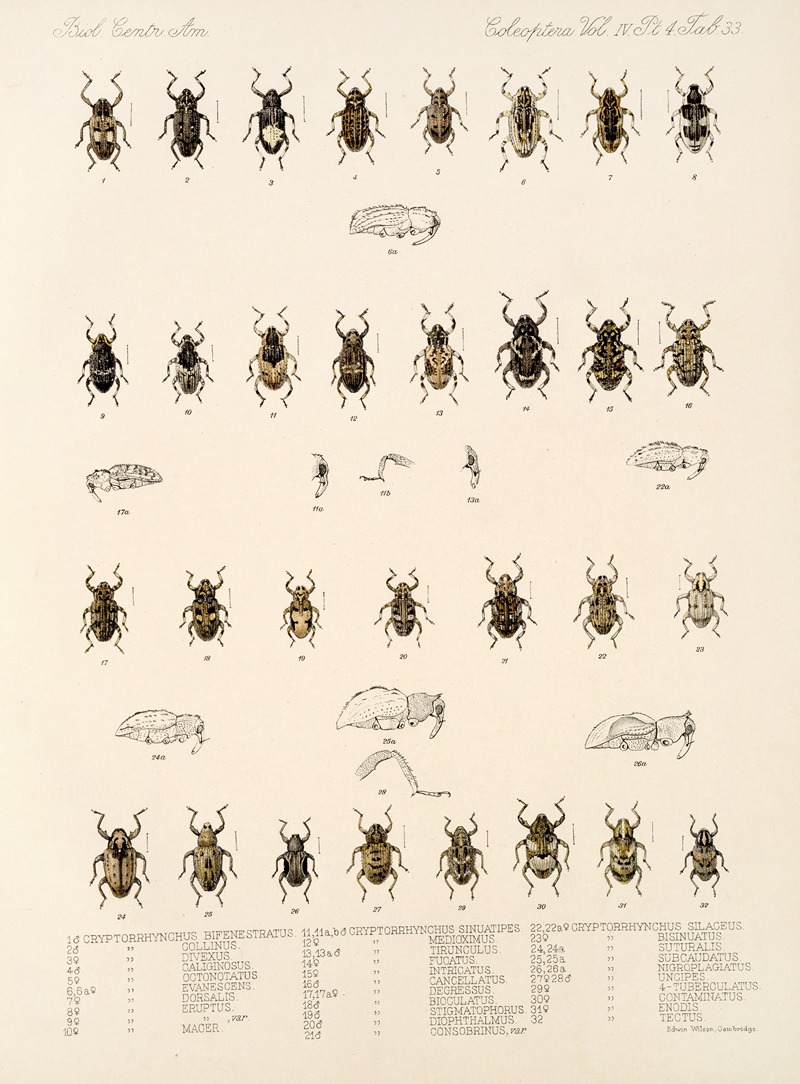Frederick DuCane Godman - Insecta Coleoptera Pl 172