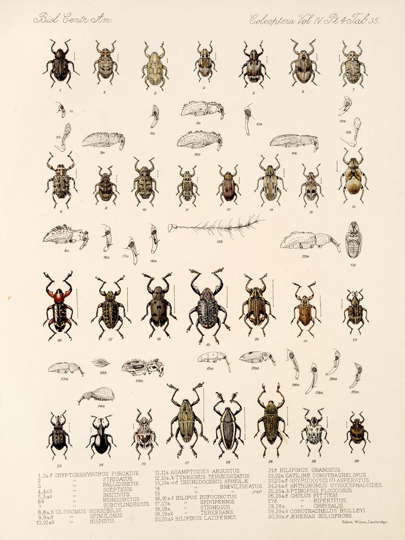 Frederick DuCane Godman - Insecta Coleoptera Pl 174