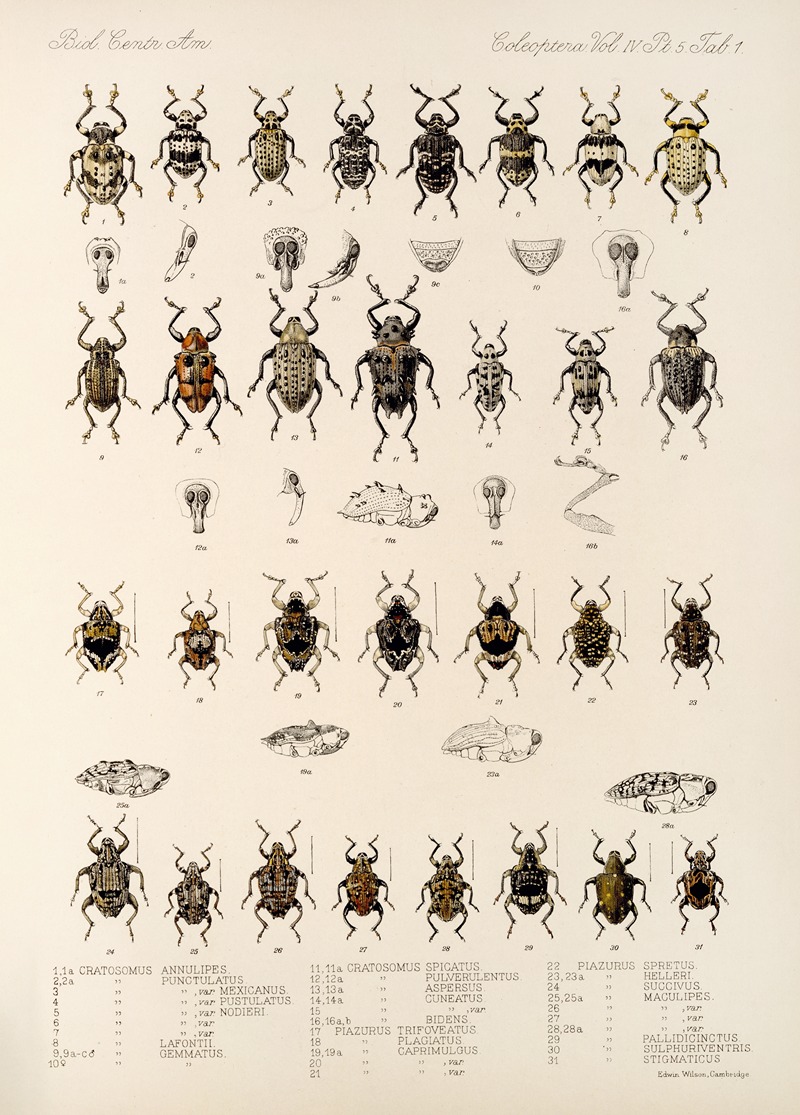 Frederick DuCane Godman - Insecta Coleoptera Pl 175
