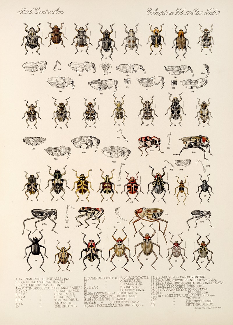 Frederick DuCane Godman - Insecta Coleoptera Pl 177