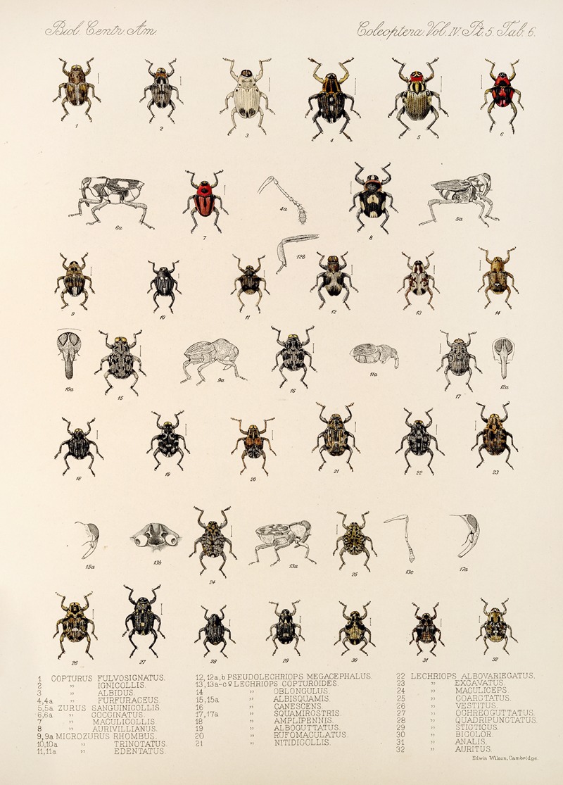 Frederick DuCane Godman - Insecta Coleoptera Pl 180