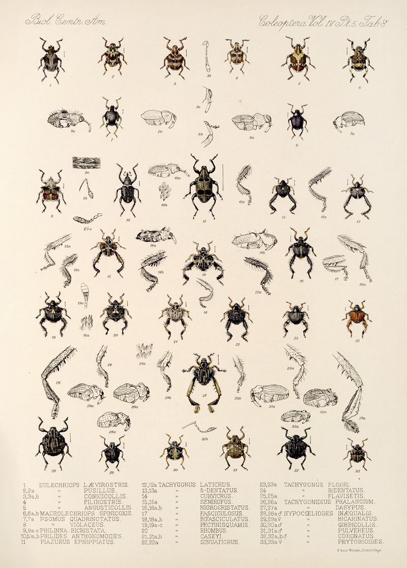Frederick DuCane Godman - Insecta Coleoptera Pl 182