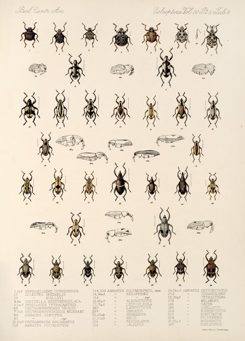 Frederick DuCane Godman - Insecta Coleoptera Pl 183