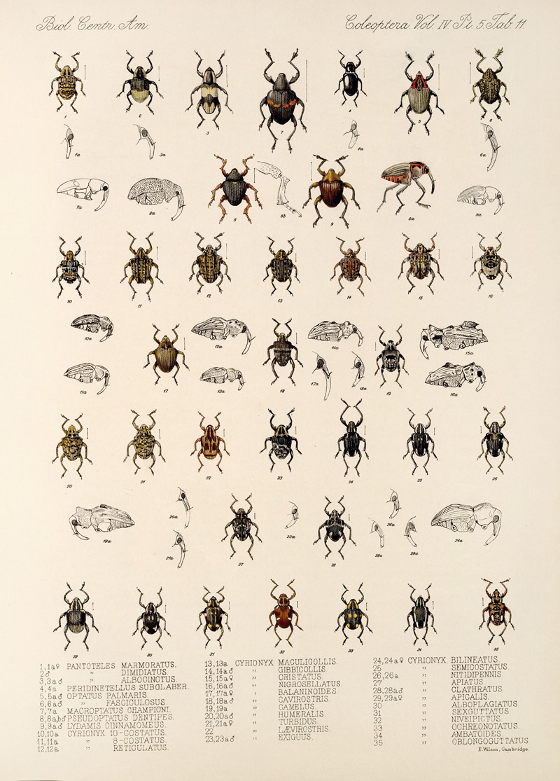 Frederick DuCane Godman - Insecta Coleoptera Pl 185