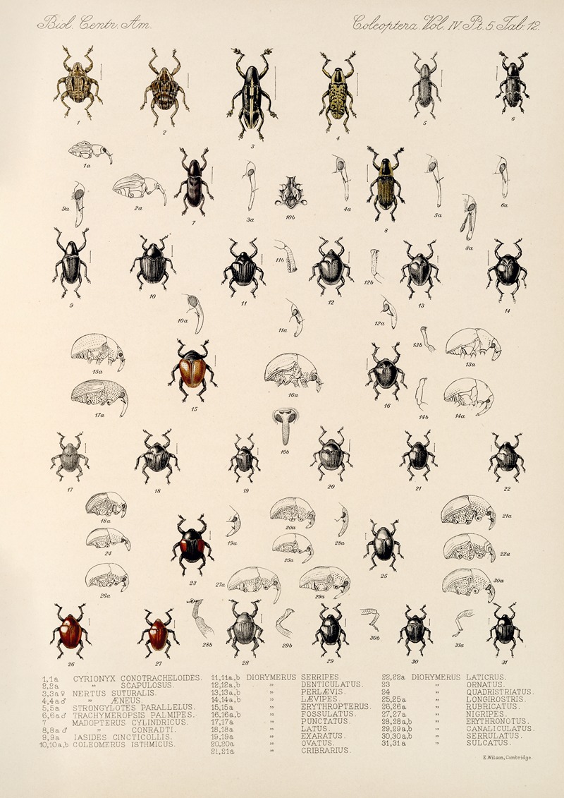 Frederick DuCane Godman - Insecta Coleoptera Pl 186