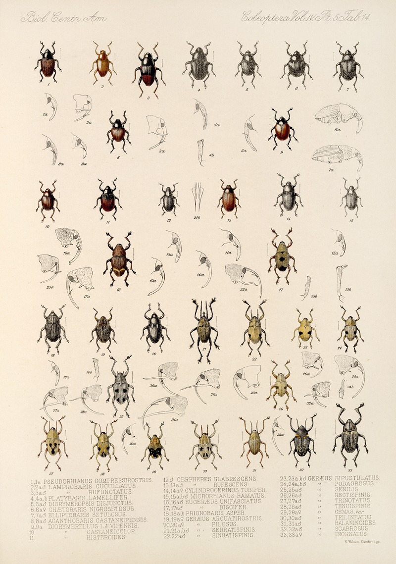 Frederick DuCane Godman - Insecta Coleoptera Pl 188