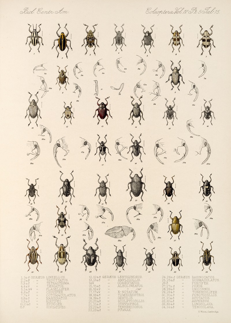 Frederick DuCane Godman - Insecta Coleoptera Pl 189