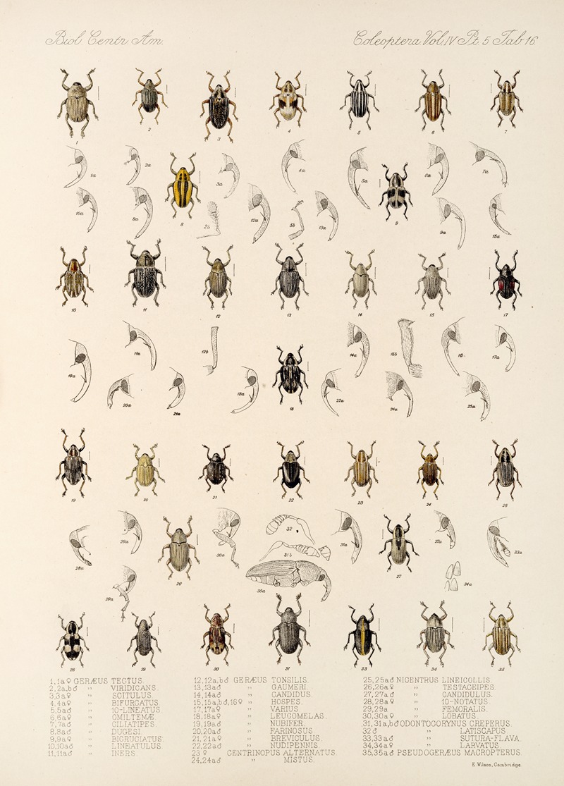 Frederick DuCane Godman - Insecta Coleoptera Pl 190