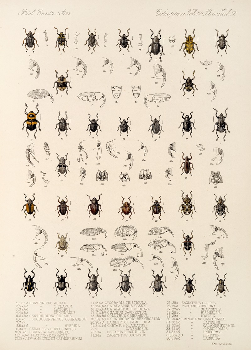Frederick DuCane Godman - Insecta Coleoptera Pl 191