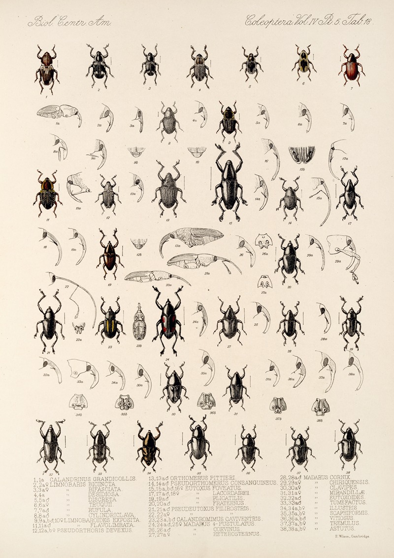 Frederick DuCane Godman - Insecta Coleoptera Pl 192