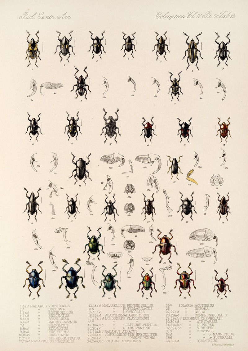 Frederick DuCane Godman - Insecta Coleoptera Pl 193