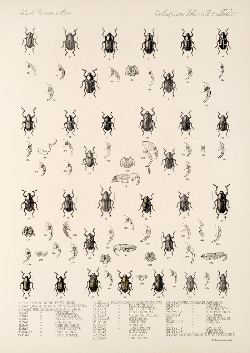 Frederick DuCane Godman - Insecta Coleoptera Pl 195